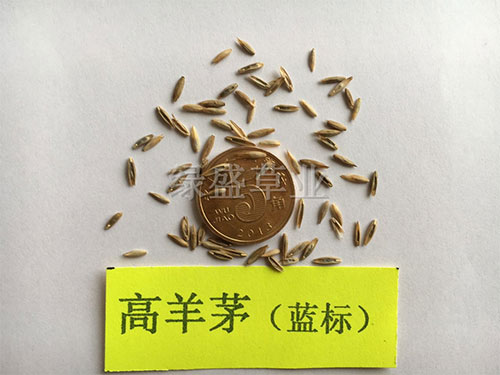 高羊茅（藍標(biāo)）